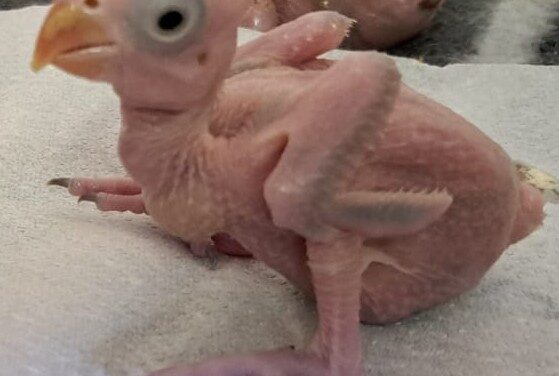 Thai National Arrested at OR Tambo Airport for Alleged Smuggling of Parrot Eggs